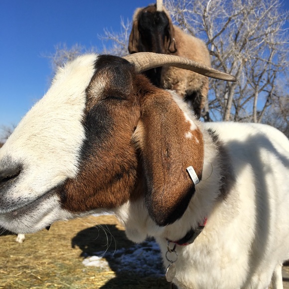 Meet your Posher, Vanessa - Picture 4 of 5